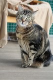 Milli 02063