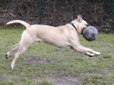Balu hatte viel Spaß beim Ballspiel