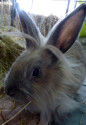 Hummel