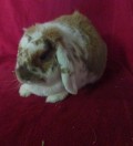 Oskar