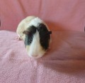 Sindra, Frieda & Franzi3