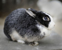 Peppi