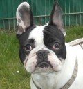 BuddyFB_1