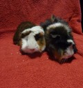 Jose & Omar2