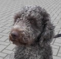 Toto_1