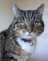 Kitty trägt es nur für's Foto