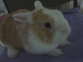lucas