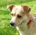 Buddy_1