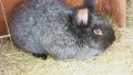 Hasi