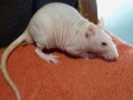 Nacktratte
