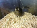 Susi Degu