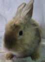 Pepito