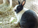 Lisse