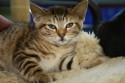 Glorias Kitten2