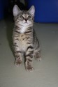 Glorias Kitten3