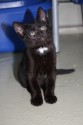 Glorias Kitten4