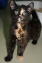 Glorias Kitten5