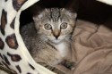 Glorias Kitten6