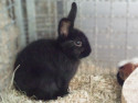 Kaninchen Black