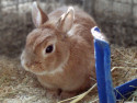 Kaninchen Browny