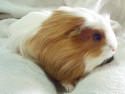 Meerschweinchen Ernie