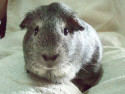 Meerschweinchen Cookie