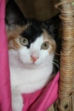 Chloes Kitten C1