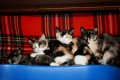 Chloes´s Kitten1