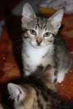 Kelly und Kitten K6402