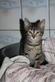 Kelly und Kitten K6403