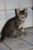Kelly und Kitten K6404