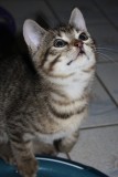 Kelly und Kitten K6405
