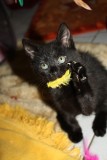 Kelly und Kitten K6406