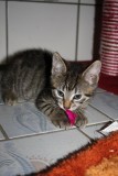 Kelly und Kitten K6409