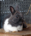 Humphrey