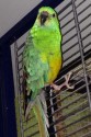 pascal