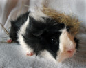 Sancho