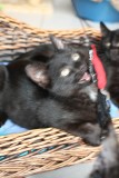 A´s Alfie
