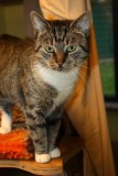 Nala 2009