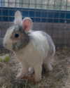 Ludwig