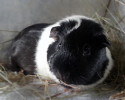 Meerschweinchen Frieda