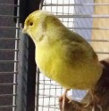 Kanarienvogel Stubsi
