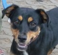 Norina