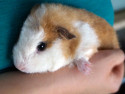Meerschweinchen Cheesecake