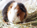 Meerschweinchen Muffin