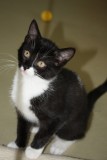 Chio, Curly, Cockie Chipsi 81115