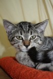 Chio, Curly, Cockie Chipsi 81117