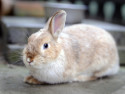 Kaninchen Birgit