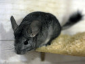 Chinchilla Jerry