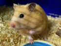 Hamster Bella